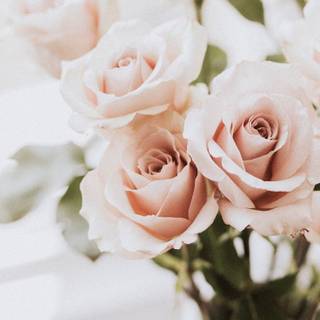 Rose mobile 4k wallpaper