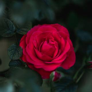 Rose mobile 4k wallpaper