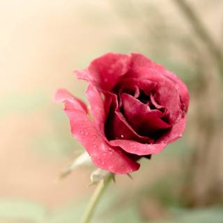 Rose mobile 4k wallpaper