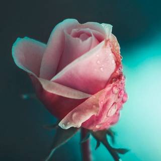 Rose mobile 4k wallpaper