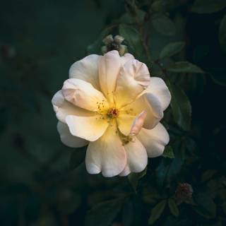 Rose mobile 4k wallpaper