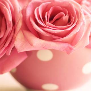 Rose mobile 4k wallpaper