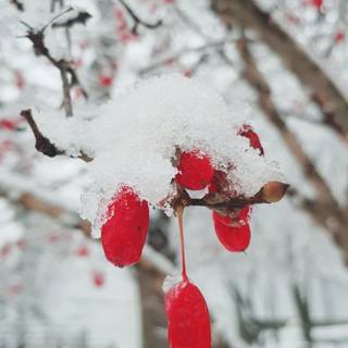 Winter red wallpaper