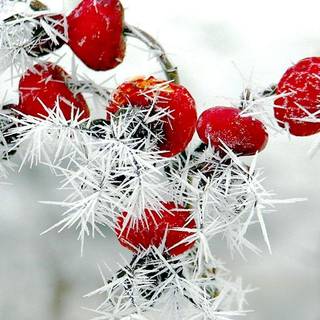 Winter red wallpaper