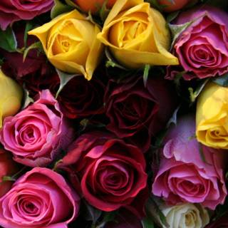 Rose mobile 4k wallpaper