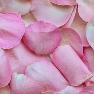 Rose mobile 4k wallpaper