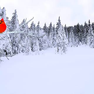 Winter red wallpaper