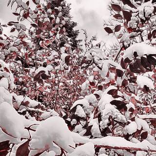 Winter red wallpaper