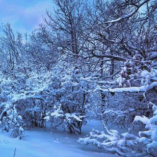 Winter night iPhone wallpaper