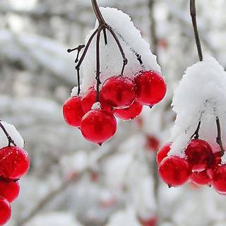Winter red wallpaper