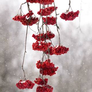 Winter red wallpaper