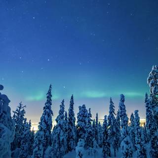 Winter night iPhone wallpaper