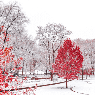Winter red wallpaper
