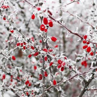 Winter red wallpaper