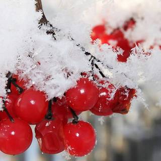 Winter red wallpaper