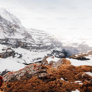 Winter red wallpaper