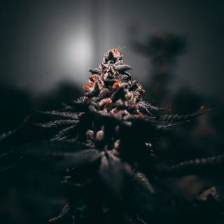 Weed iPhone 4k wallpaper