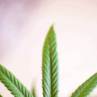 Weed iPhone 4k wallpaper
