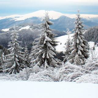 Ukraine winter wallpaper