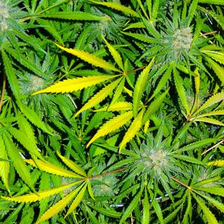 Weed iPhone 4k wallpaper