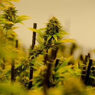 Weed iPhone 4k wallpaper