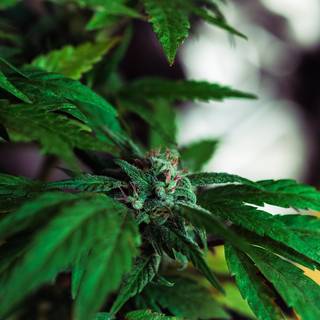 Weed iPhone 4k wallpaper