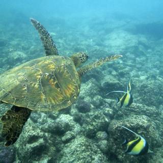 Turtle island wallpaper