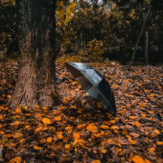 Rainy autumn aesthetic wallpaper