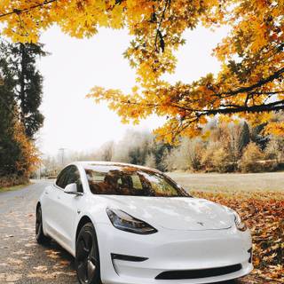 Autumn sports cars wallpaper