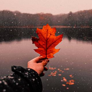 Rainy autumn aesthetic wallpaper