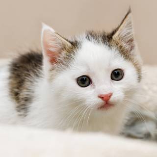 Cute cats 4k wallpaper