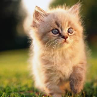 Cute cats 4k wallpaper