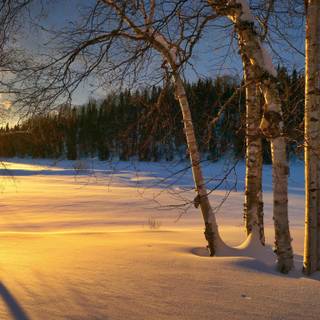 Winter 1366x768 wallpaper