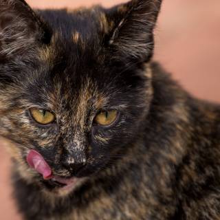 Cute cats 4k wallpaper