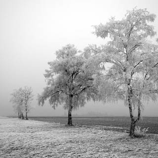 Winter 1366x768 wallpaper