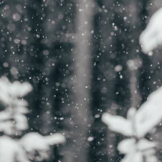Winter 1366x768 wallpaper