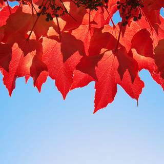 October 4k wallpaper