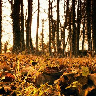 Dry forest wallpaper