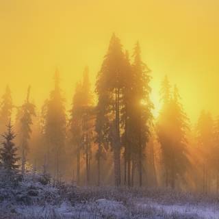 Yellow winter wallpaper