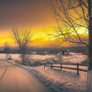 Yellow winter wallpaper