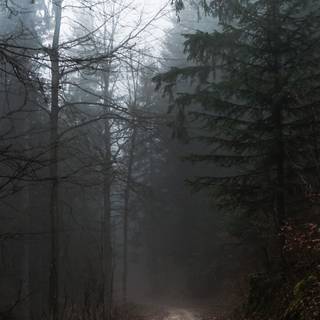 Foggy rain autumn wallpaper