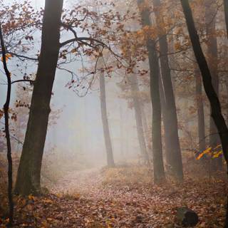 Foggy rain autumn wallpaper