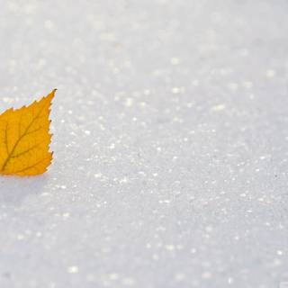 Yellow winter wallpaper