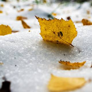 Yellow winter wallpaper