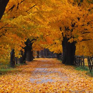 Autumn 4k minimal wallpaper