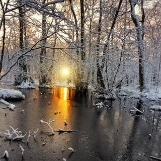 Yellow winter wallpaper