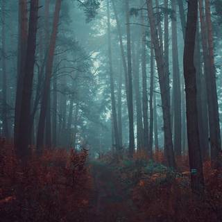 Foggy rain autumn wallpaper