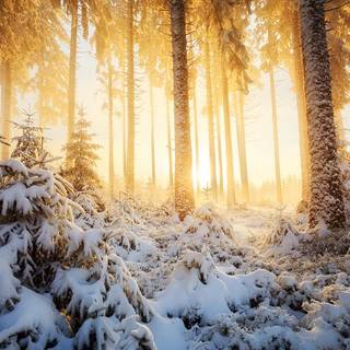 Yellow winter wallpaper