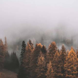 Foggy rain autumn wallpaper