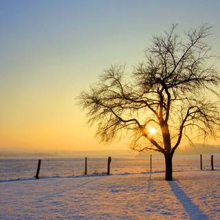 Yellow winter wallpaper